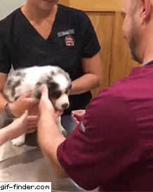 수의사가 댕댕이에게 약 먹이는 방법.gif | 인스티즈