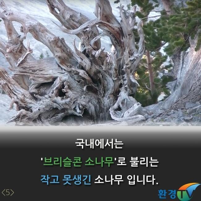 세상에서 가장오랫동안 생존한 나무 | 인스티즈