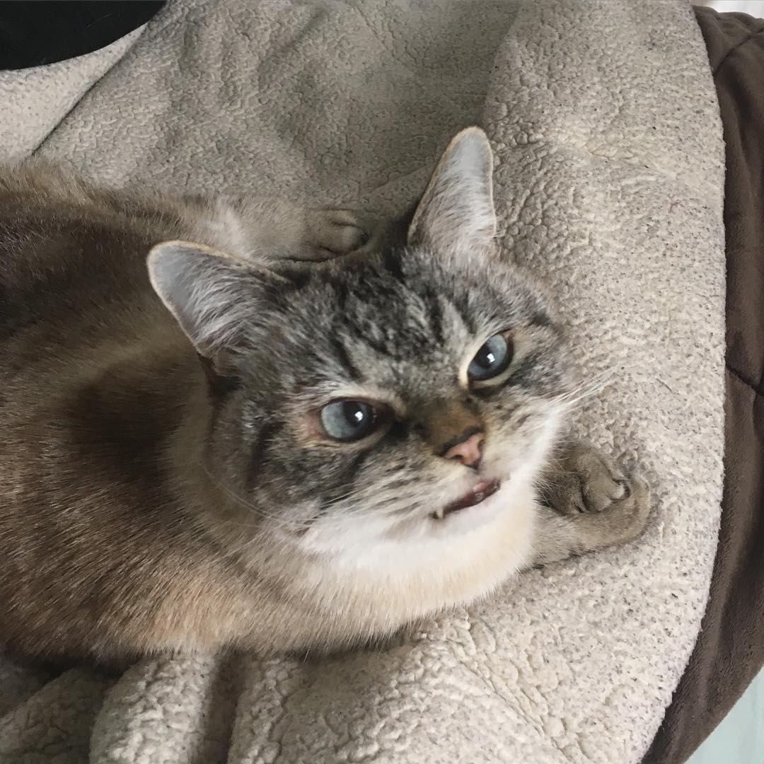 "니가 몰 알아! 조랭이떡같이 생긴게!"의 고양이 로키 사진 | 인스티즈