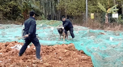 범죄자 제압하는 경찰견.gif | 인스티즈