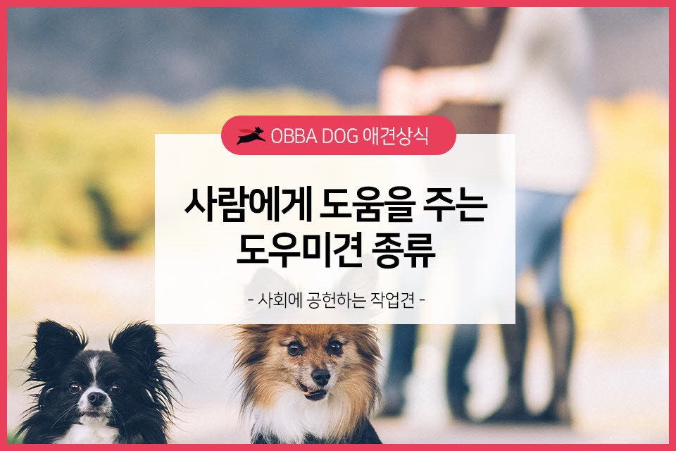 사람에게 도움을 주는 도우미견 종류(안내견,보청견,치료견,휠체어견,인명구조견,마약탐지견,검역견) | 인스티즈