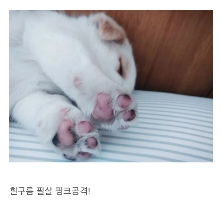 동생이 전주시 식당에서 강아지를 데려왔어요 | 인스티즈