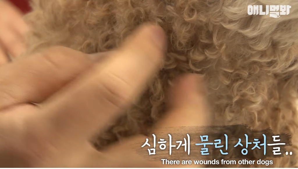 대낮에 남의 개를 납치한 여자 | 인스티즈