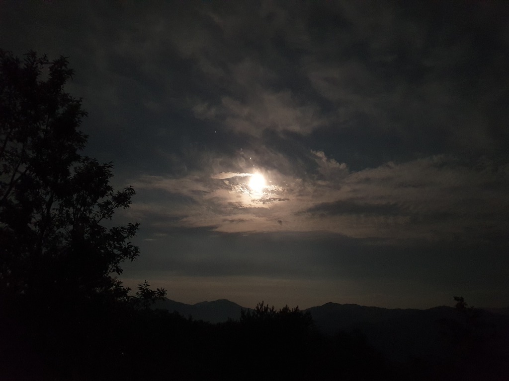 정상 정자 이미지