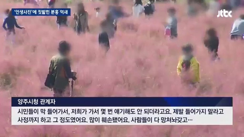 인생사진에 짓밟힌 분홍 억새.jpg | 인스티즈