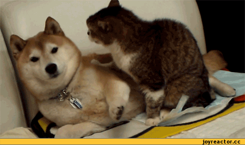 유일하게 냥아치의 횡포에 기죽지 않고 당하지않는 댕댕이 견종.gif | 인스티즈