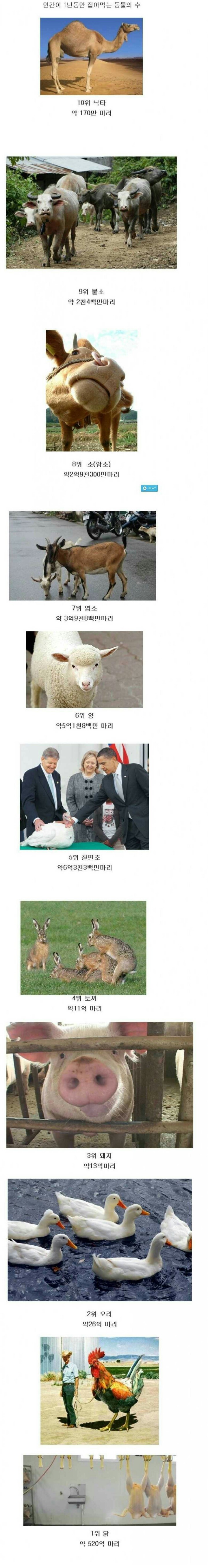 인간들이 1년간 잡아먹은 동물의 수.animal | 인스티즈