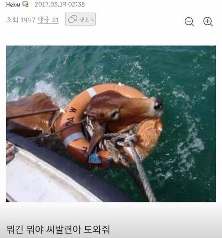 소가 이미지