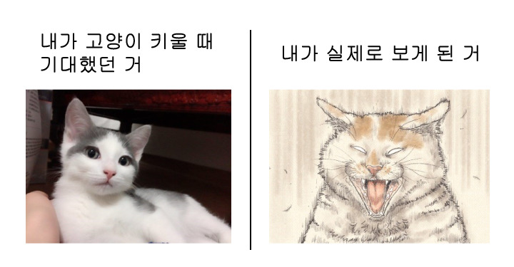 고양이 처음 키울 때 기대했던 거.jpg | 인스티즈