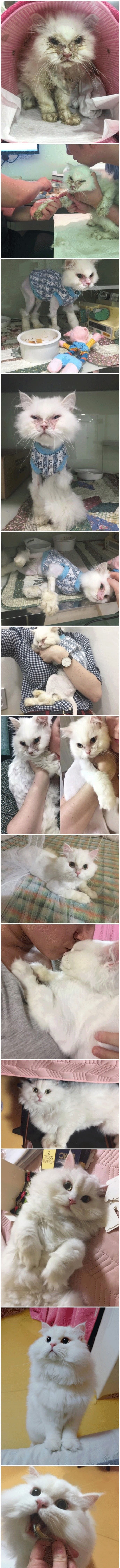 길고양이 구조후 변화 | 인스티즈