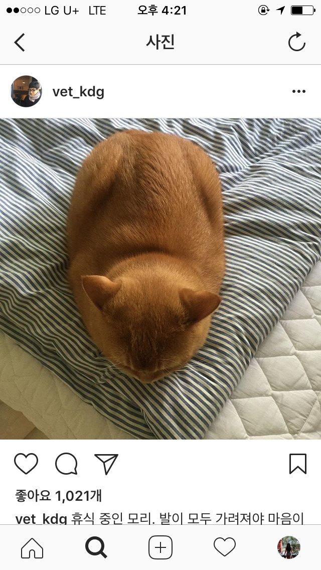 고양이 식빵의 정석.jpg | 인스티즈