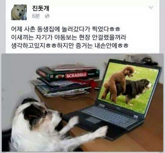 진돗개 페이스북 | 인스티즈