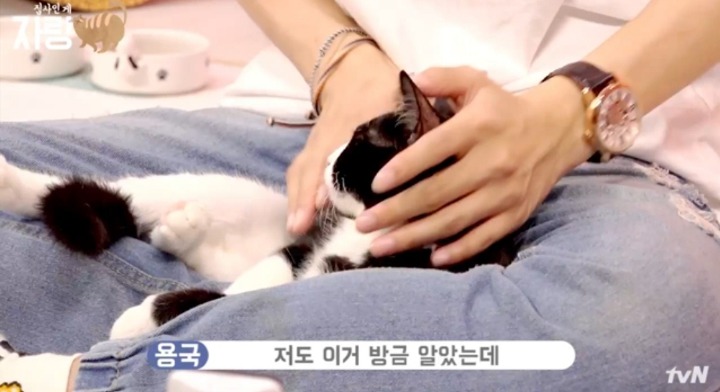 [집사인게자랑] 평화로운 고양이 발톱 자르기.jpg | 인스티즈