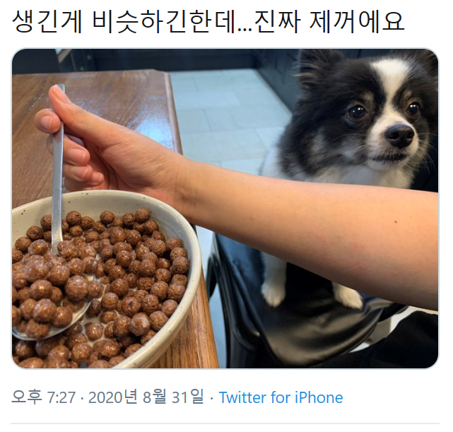 주인 의심하는 강아지 .jpg | 인스티즈