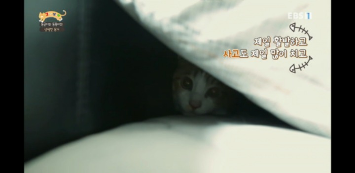 [고양이를부탁해] 세나개 강아지들과 고양이의 차이.jpg | 인스티즈