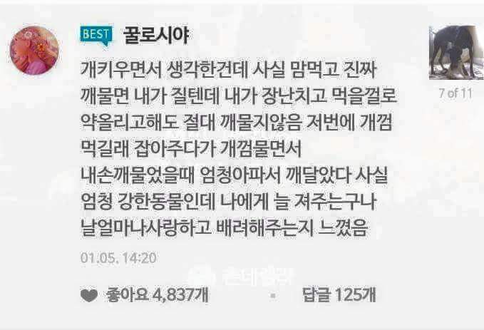 강아지 키우는 사람 vs 고양이 키우는 사람 | 인스티즈