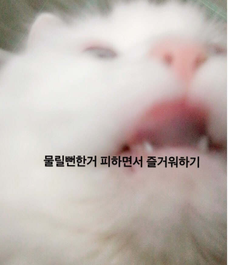여러분이 고양이에게 하는 짓.twt | 인스티즈