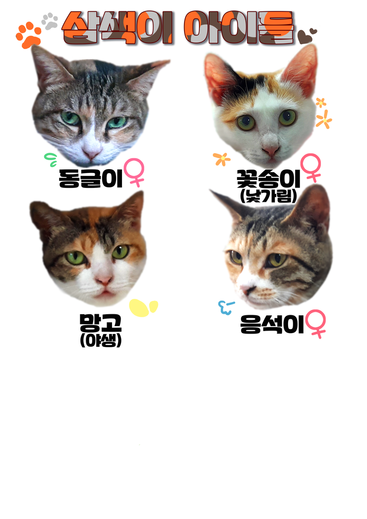 마산 애니멀 호더에게서 구조한 50여마리의 고양이들에게 손길을 내밀어주세요! 곧 쉼터가 폐쇄되어 아이들이 갈 곳이 없습니다 | 인스티즈
