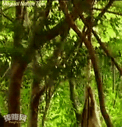 원숭이 레전드.gif | 인스티즈