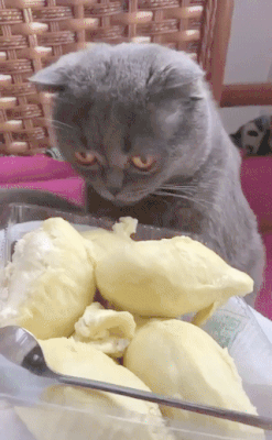 두리안 냄새를 맡은 댕댕이와 냥이들.gif | 인스티즈