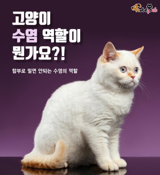 함부로 밀면 안되는 고양이 수염의 역할.jpg | 인스티즈