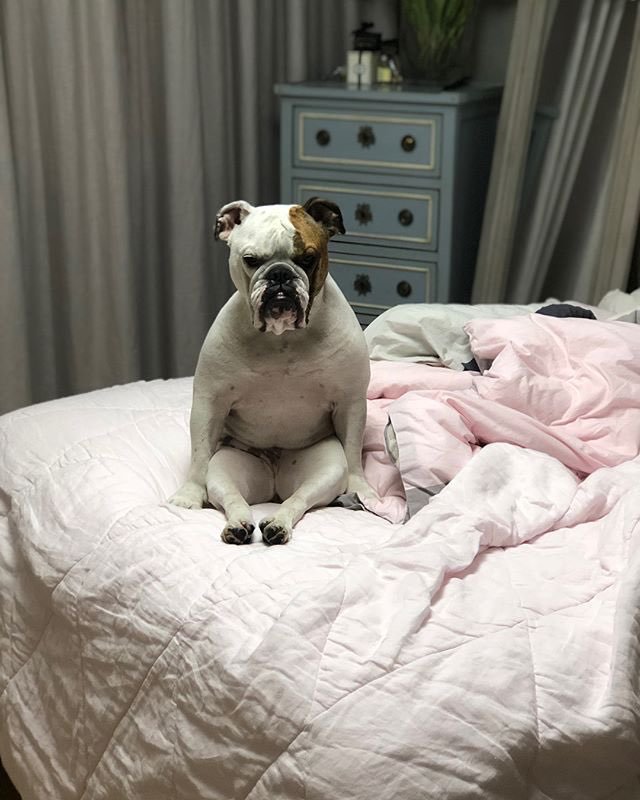 이경규네 강아지의 성장 | 인스티즈