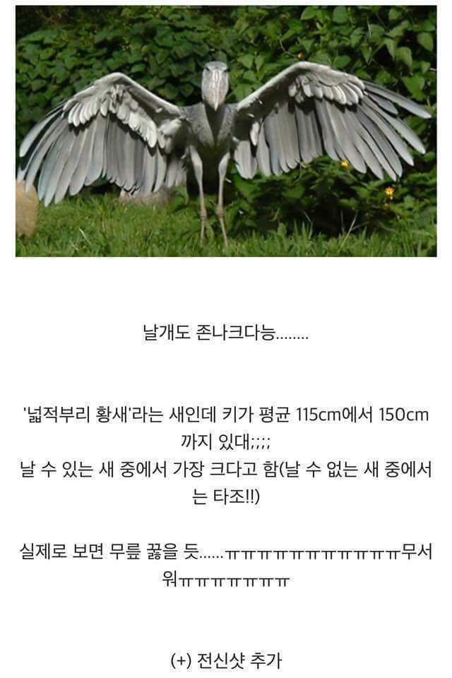 이준이 봤다는 넓적부리황새 | 인스티즈
