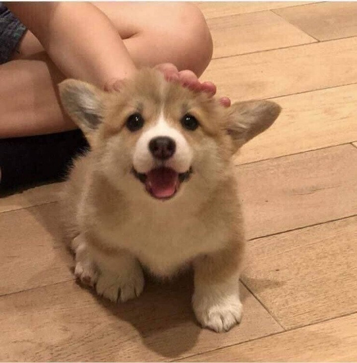 웰시코기를 키우는이유 | 인스티즈