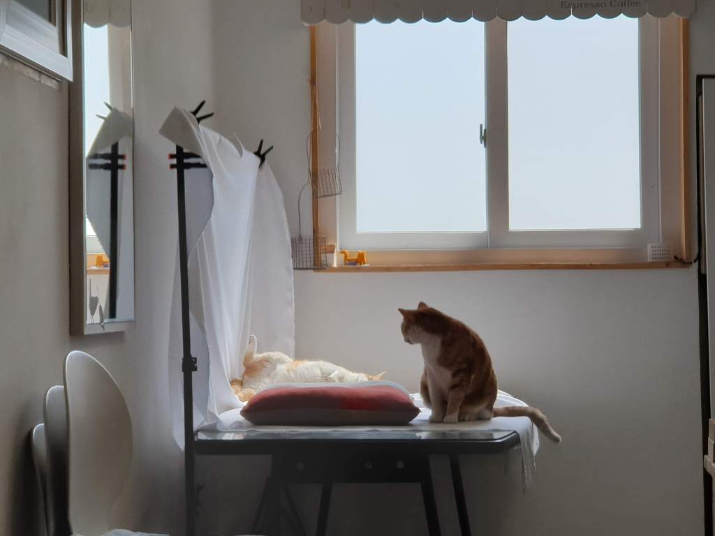 무적의 고양이 노랑이 | 인스티즈
