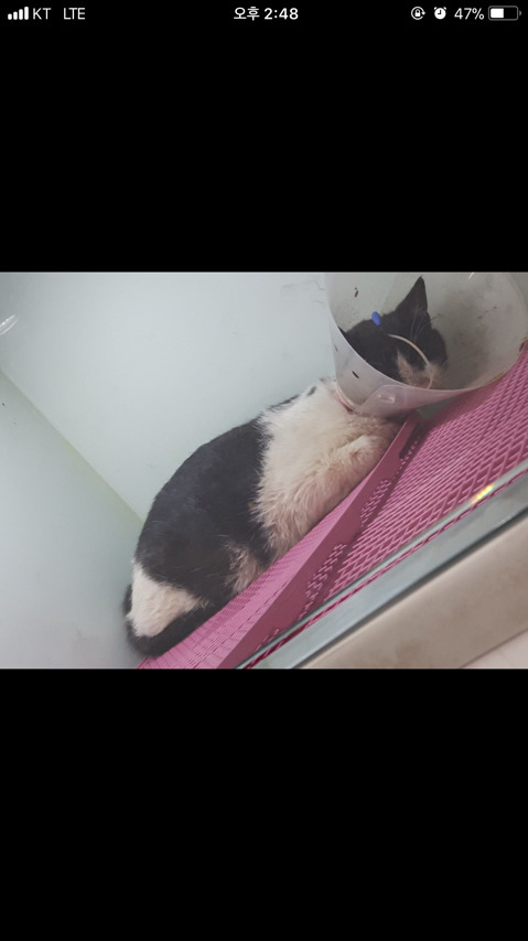 구조햇던 길냥이 모모랑 다른 아가들 입양처 구한대!! | 인스티즈